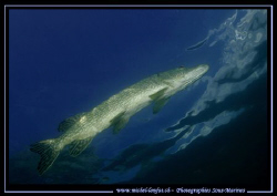 A adult Pike Fish "shot" from under :O) ...... by Michel Lonfat 